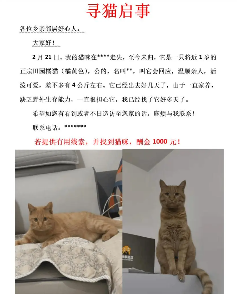 尋貓啟事樣板.png